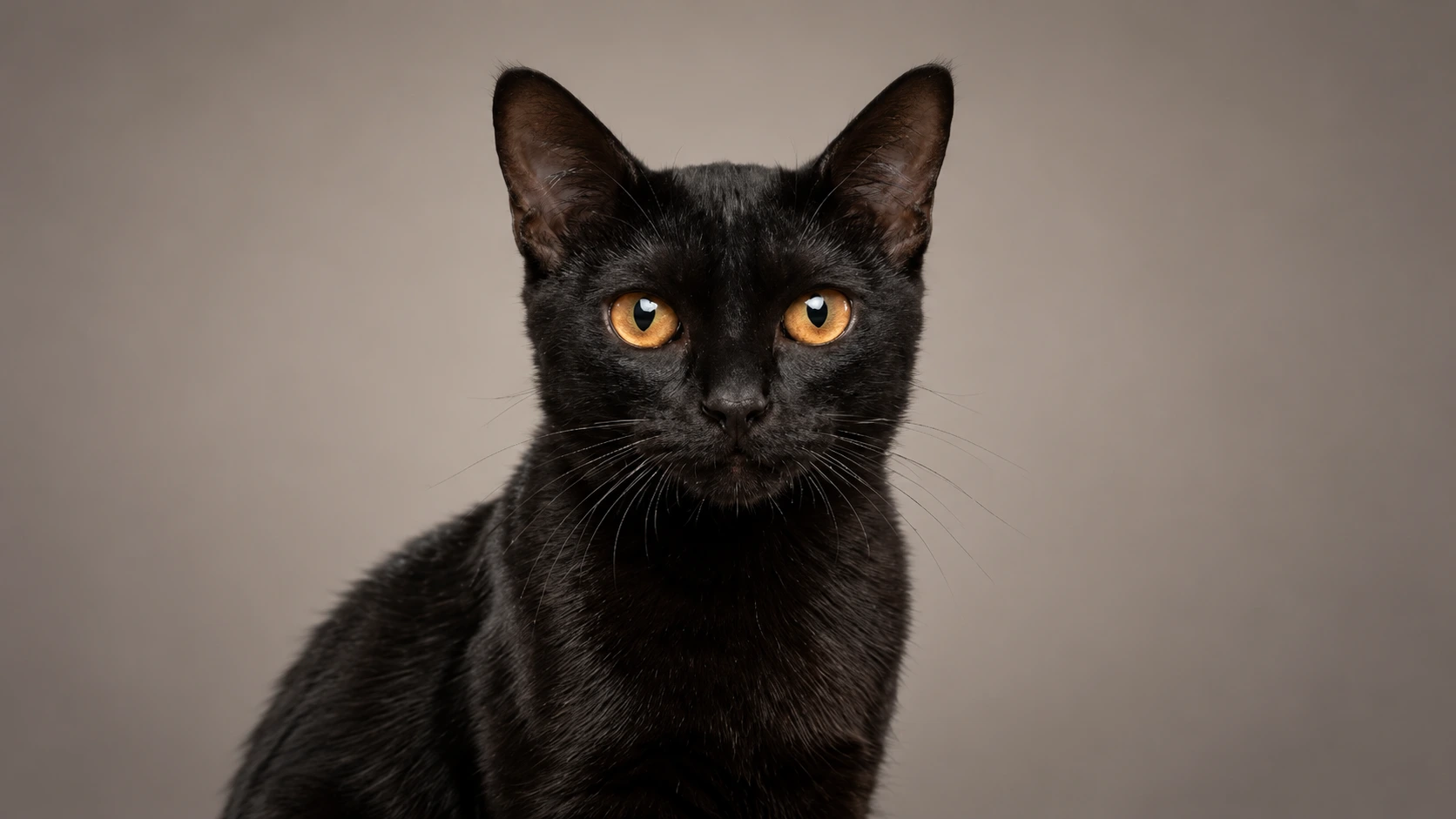 Bombay Cat