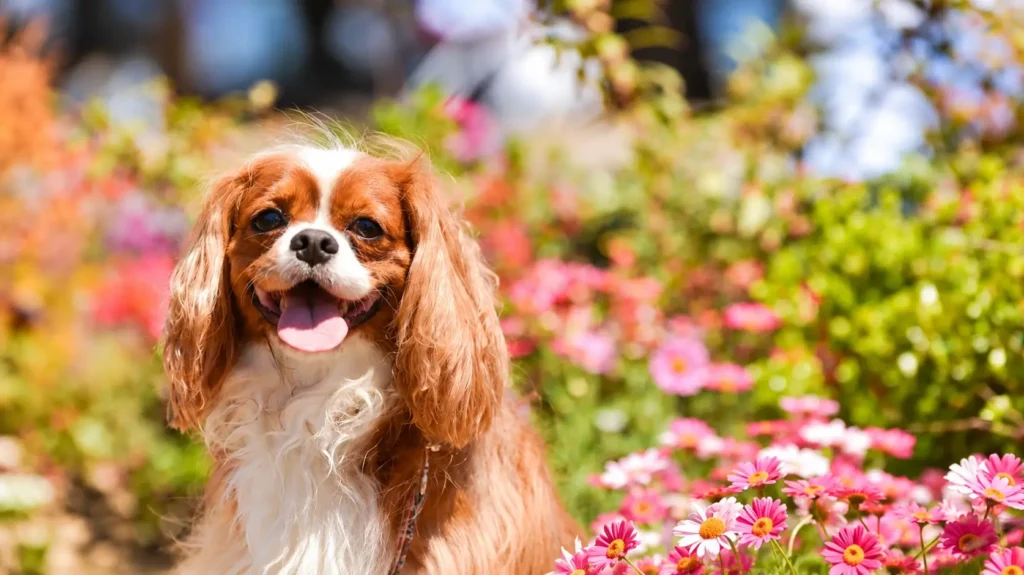 Cavalier King Charles Spaniel The Sweet-Eyed Companion