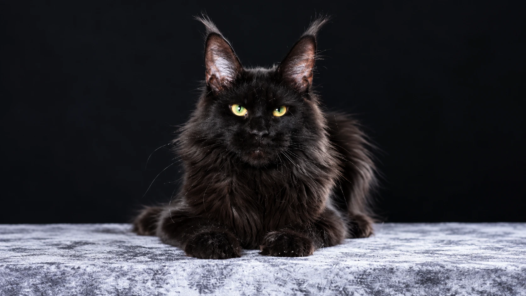 Maine Coon