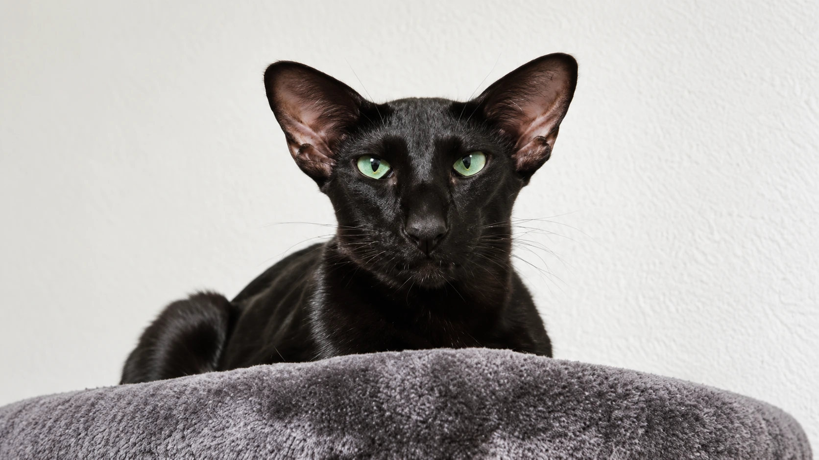 Oriental Shorthair