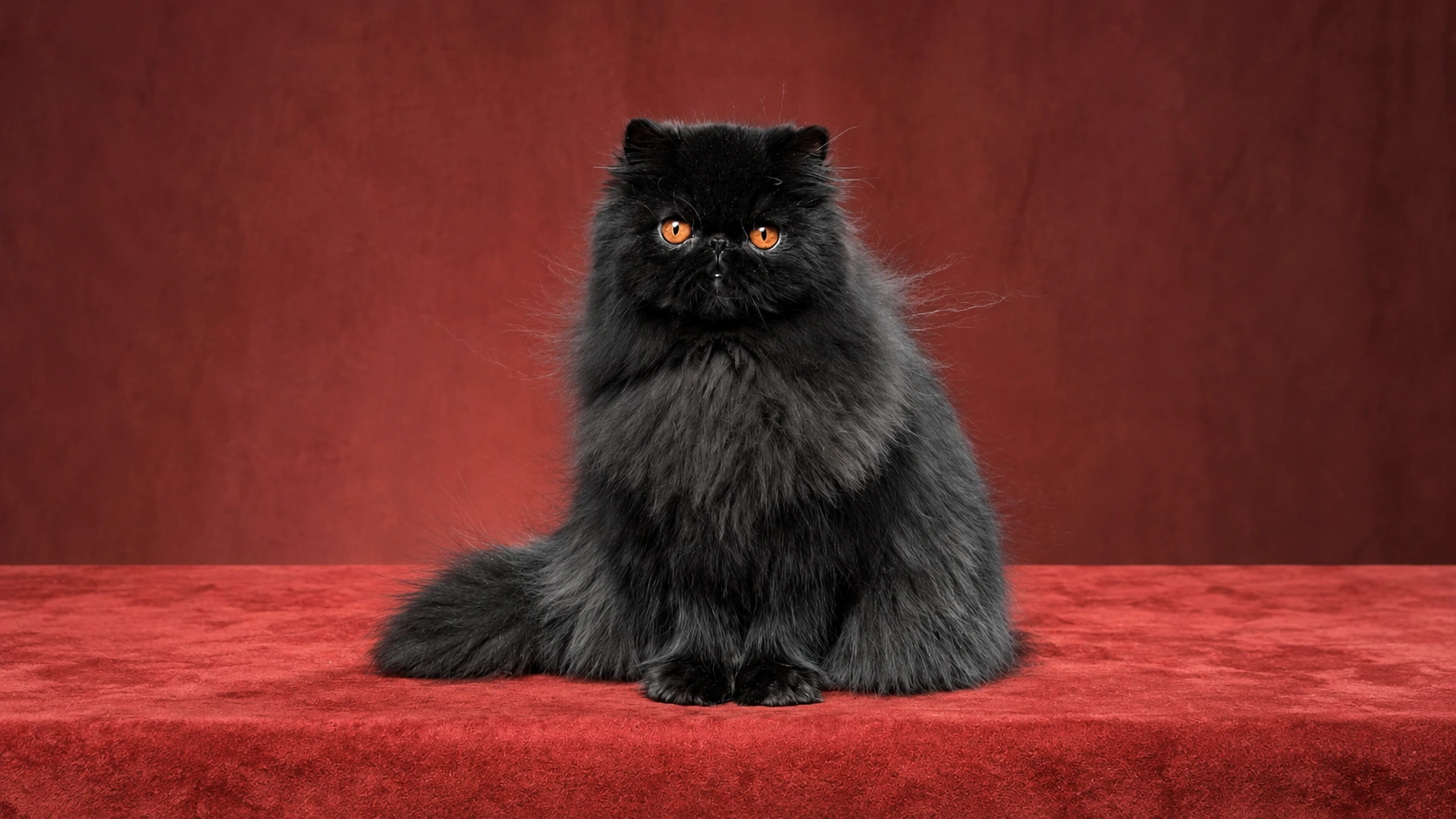 Persian Cat